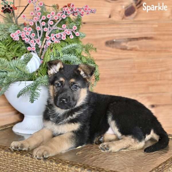 Sparkle, German Shepherd Puppy