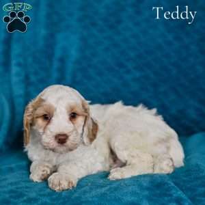 Teddy, Cockapoo Puppy