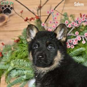 Salem, German Shepherd Puppy