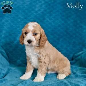 Molly, Cockapoo Puppy
