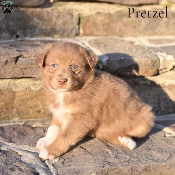 Pretzel, Australian Shepherd Puppy