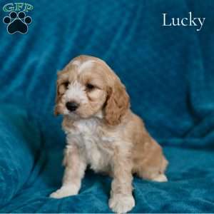 Lucky, Cockapoo Puppy