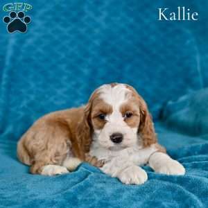 Kallie, Cockapoo Puppy