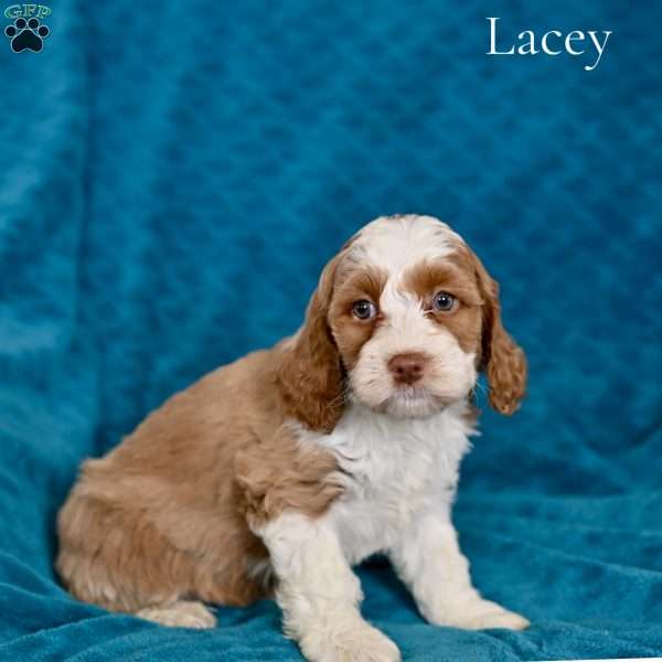 Lacey, Cockapoo Puppy