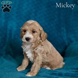 Micky, Cockapoo Puppy