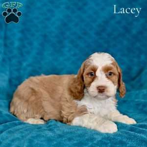 Lacey, Cockapoo Puppy
