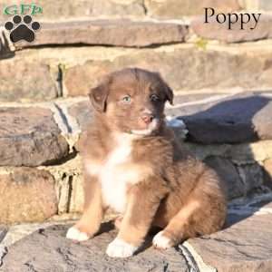 Poppy, Australian Shepherd Puppy