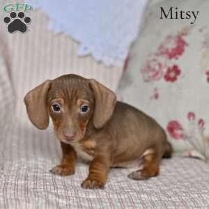 Mitsy (mini), Dachshund Puppy