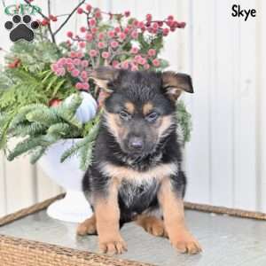 Skye, German Shepherd Puppy