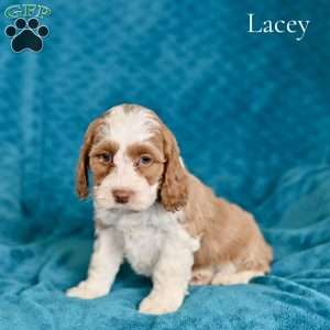Lacey, Cockapoo Puppy