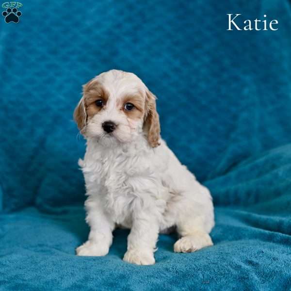 Katie, Cockapoo Puppy