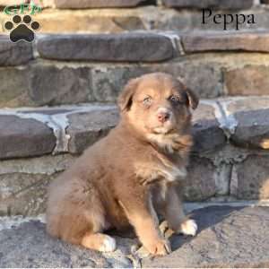 Peppa, Australian Shepherd Puppy