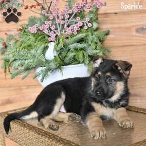 Sparkle, German Shepherd Puppy