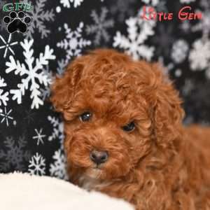 Little Gem, Toy Poodle Puppy