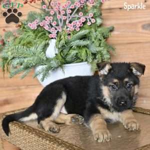 Sparkle, German Shepherd Puppy