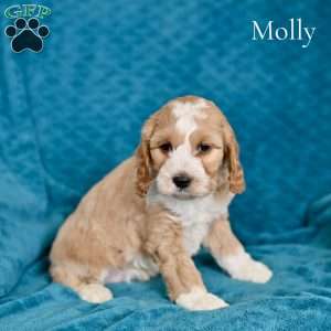Molly, Cockapoo Puppy
