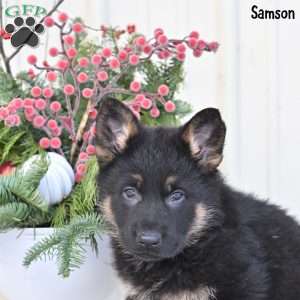 Samson, German Shepherd Puppy