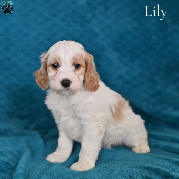 Lily, Cockapoo Puppy