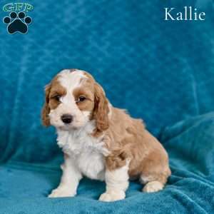 Kallie, Cockapoo Puppy