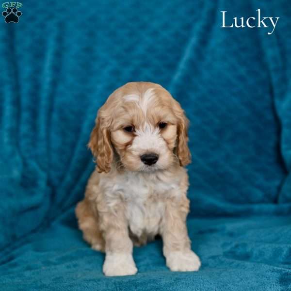 Lucky, Cockapoo Puppy