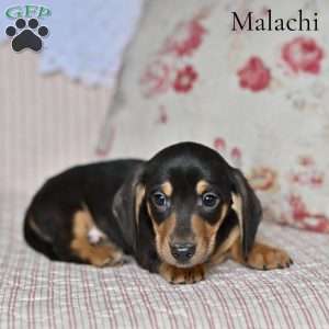 Malachi, Dachshund Puppy