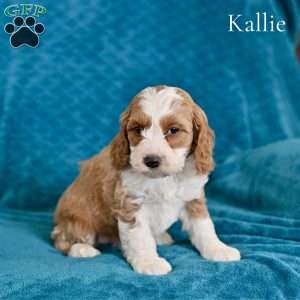 Kallie, Cockapoo Puppy