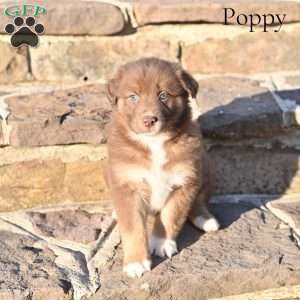 Poppy, Australian Shepherd Puppy