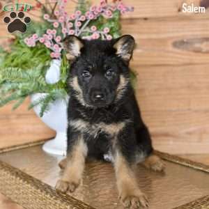 Salem, German Shepherd Puppy