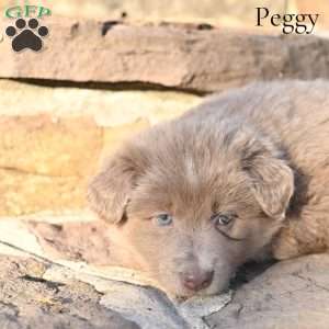 Peggy, Australian Shepherd Puppy