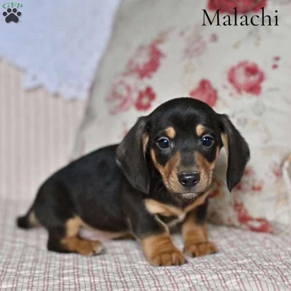 Malachi, Dachshund Puppy