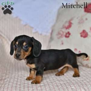 Mitchell, Dachshund Puppy