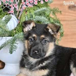 Sparkle, German Shepherd Puppy