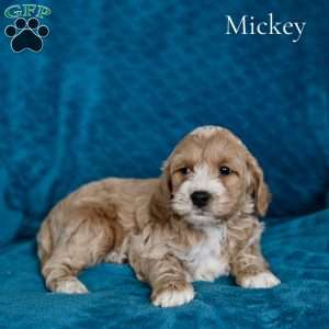 Micky, Cockapoo Puppy
