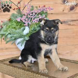 Sparkle, German Shepherd Puppy