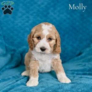 Molly, Cockapoo Puppy