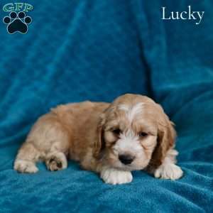 Lucky, Cockapoo Puppy