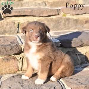 Poppy, Australian Shepherd Puppy