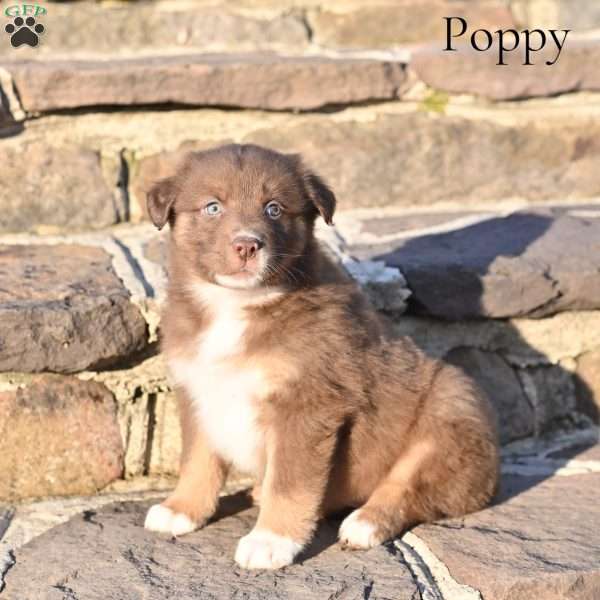 Poppy, Australian Shepherd Puppy