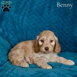 Benny, Cockapoo Puppy