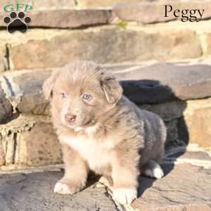 Peggy, Australian Shepherd Puppy
