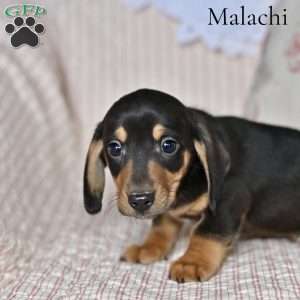 Malachi, Dachshund Puppy