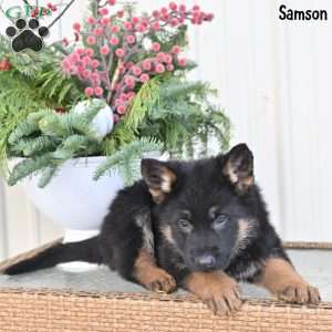 Samson, German Shepherd Puppy