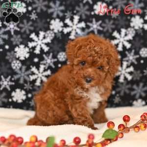 Little Gem, Toy Poodle Puppy