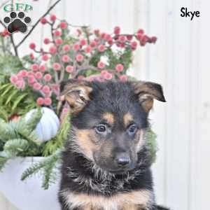 Skye, German Shepherd Puppy