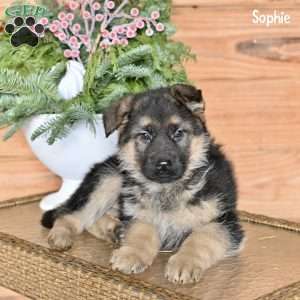 Sophie, German Shepherd Puppy