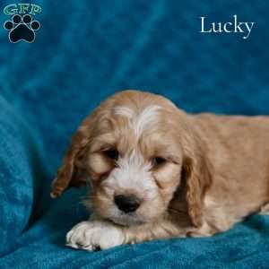 Lucky, Cockapoo Puppy