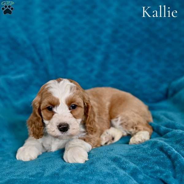 Kallie, Cockapoo Puppy