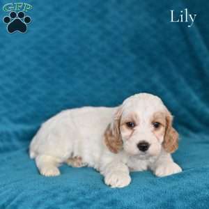 Lily, Cockapoo Puppy