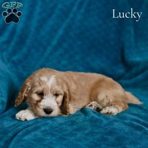 Lucky, Cockapoo Puppy