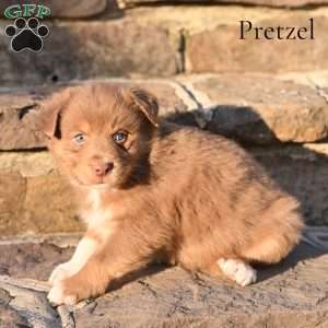 Pretzel, Australian Shepherd Puppy